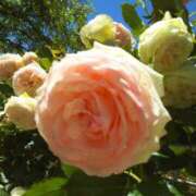 ヒメ日記 2025/05/21 10:39 投稿 松浦千香 こあくまな熟女たち岩国店(KOAKUMAグループ)