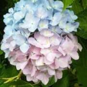 ヒメ日記 2025/06/10 12:43 投稿 松浦千香 こあくまな熟女たち岩国店(KOAKUMAグループ)