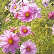 ヒメ日記 2025/09/24 21:36 投稿 松浦千香 こあくまな熟女たち岩国店(KOAKUMAグループ)