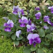 ヒメ日記 2025/12/26 08:54 投稿 松浦千香 こあくまな熟女たち岩国店(KOAKUMAグループ)