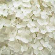 ヒメ日記 2025/06/04 14:39 投稿 あかね 華美人