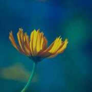 ヒメ日記 2025/10/25 02:58 投稿 あかね 華美人