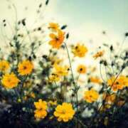 ヒメ日記 2025/11/11 17:55 投稿 あかね 華美人