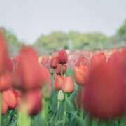 ヒメ日記 2025/12/27 10:06 投稿 あかね 華美人