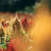 ヒメ日記 2026/02/15 16:31 投稿 あかね 華美人