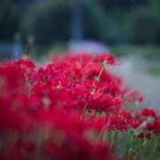 ヒメ日記 2026/03/08 16:44 投稿 あかね 華美人