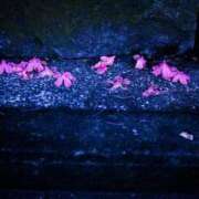 ヒメ日記 2026/03/15 03:31 投稿 あかね 華美人