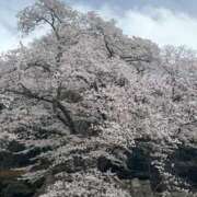 ヒメ日記 2026/04/07 06:28 投稿 なつ 妻天 尼崎店
