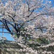 ヒメ日記 2025/04/15 10:18 投稿 夏織(かおり) 相模原人妻城