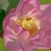 ヒメ日記 2025/06/24 09:12 投稿 夏織(かおり) 相模原人妻城