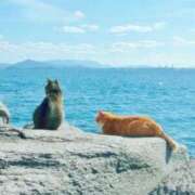 ヒメ日記 2025/08/09 00:30 投稿 夏織(かおり) 相模原人妻城