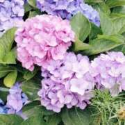 ヒメ日記 2025/08/11 02:24 投稿 夏織(かおり) 相模原人妻城