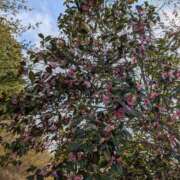 ヒメ日記 2026/04/01 14:08 投稿 さく 福島美女図鑑