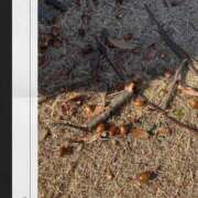 ヒメ日記 2025/01/09 19:33 投稿 ことね姫 螢