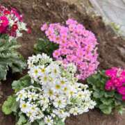 ヒメ日記 2025/01/18 17:28 投稿 ことね姫 螢