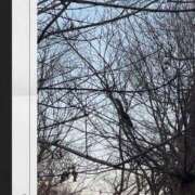 ヒメ日記 2025/01/19 20:46 投稿 ことね姫 螢