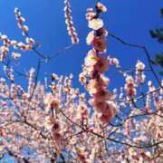 ヒメ日記 2025/03/11 22:00 投稿 ことね姫 螢