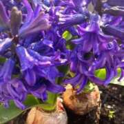 ヒメ日記 2025/03/13 11:49 投稿 ことね姫 螢