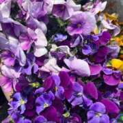 ヒメ日記 2025/03/30 14:02 投稿 ことね姫 螢