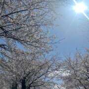 ヒメ日記 2025/04/08 21:45 投稿 ことね姫 螢