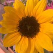 ヒメ日記 2025/06/24 08:57 投稿 ことね姫 螢