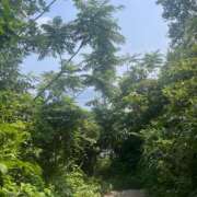 ヒメ日記 2025/07/06 21:49 投稿 ことね姫 螢