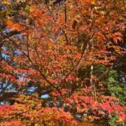 ヒメ日記 2025/11/30 16:19 投稿 ことね姫 螢