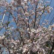 ヒメ日記 2026/03/29 12:17 投稿 ことね姫 螢
