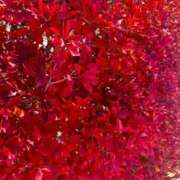 ヒメ日記 2025/12/01 12:06 投稿 ひまわり 土浦ビデオdeはんど