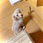 ひまわり 甘噛み😩😩 土浦ビデオdeはんど