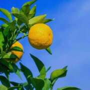 ヒメ日記 2025/10/18 09:19 投稿 虹野菜乃香(にじのなのか) 九州熟女　熊本店