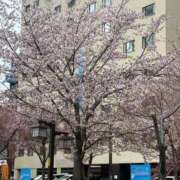 ヒメ日記 2025/04/25 12:29 投稿 けいこ 完熟ばなな札幌・すすきの