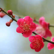 ヒメ日記 2025/02/04 00:08 投稿 戸田 MadameRest(マダムレスト)