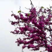 ヒメ日記 2025/03/29 21:27 投稿 戸田 MadameRest(マダムレスト)