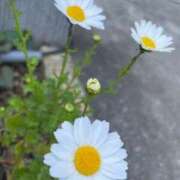 ヒメ日記 2025/04/08 21:10 投稿 戸田 MadameRest(マダムレスト)