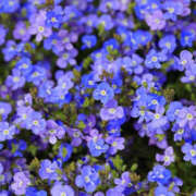 ヒメ日記 2025/04/09 08:39 投稿 戸田 MadameRest(マダムレスト)