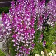 ヒメ日記 2025/04/20 00:08 投稿 戸田 MadameRest(マダムレスト)