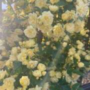 ヒメ日記 2025/04/24 23:50 投稿 戸田 MadameRest(マダムレスト)