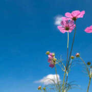 ヒメ日記 2025/04/29 08:37 投稿 戸田 MadameRest(マダムレスト)