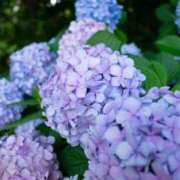 ヒメ日記 2025/05/26 07:53 投稿 戸田 MadameRest(マダムレスト)