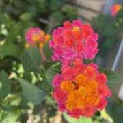 ヒメ日記 2025/08/03 09:46 投稿 戸田 MadameRest(マダムレスト)