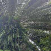 ヒメ日記 2025/06/10 14:00 投稿 みおり 渋谷角海老