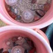 ヒメ日記 2025/06/30 10:20 投稿 みおり 渋谷角海老