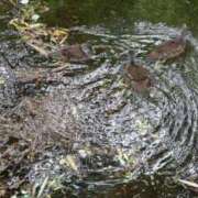 ヒメ日記 2025/08/09 11:00 投稿 みおり 渋谷角海老