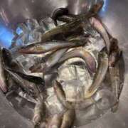 ヒメ日記 2025/08/15 15:01 投稿 みおり 渋谷角海老