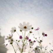 ヒメ日記 2025/11/25 13:41 投稿 わたあめ お取り寄せスイーツ 女の子市場