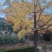 ヒメ日記 2025/11/06 19:14 投稿 たお YESグループ TSUBAKI FIRST