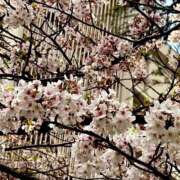 ヒメ日記 2025/04/03 11:47 投稿 明日香らな(あすからな) 黒薔薇