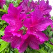 ヒメ日記 2025/04/24 12:46 投稿 明日香らな(あすからな) 黒薔薇