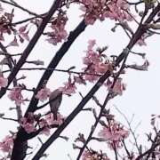 ヒメ日記 2025/03/07 17:57 投稿 ゆま 横浜おかあさん